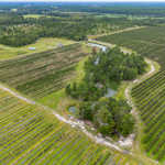 Thriving 77-Acre Blueberry Farm in Alma, GA image