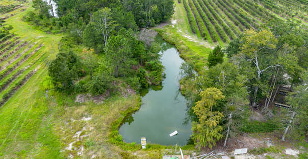 Thriving 77-Acre Blueberry Farm in Alma, GA thumbnail image