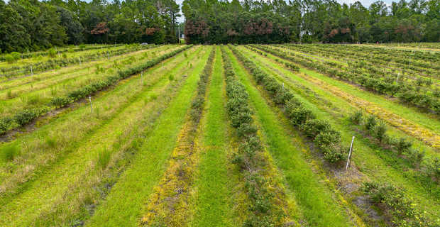 Thriving 77-Acre Blueberry Farm in Alma, GA thumbnail image