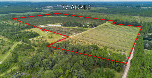 Thriving 77-Acre Blueberry Farm in Alma, GA thumbnail image