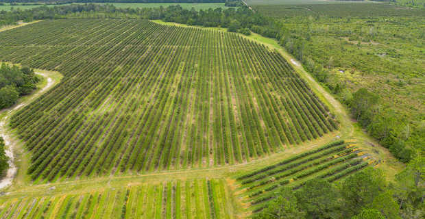 Thriving 77-Acre Blueberry Farm in Alma, GA thumbnail image