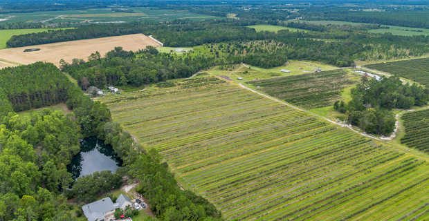 Thriving 77-Acre Blueberry Farm in Alma, GA thumbnail image