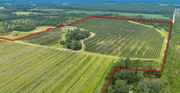 Thriving 77-Acre Blueberry Farm in Alma, GA thumbnail image