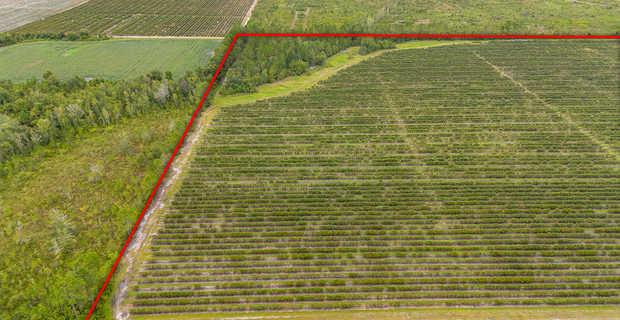 Thriving 77-Acre Blueberry Farm in Alma, GA thumbnail image