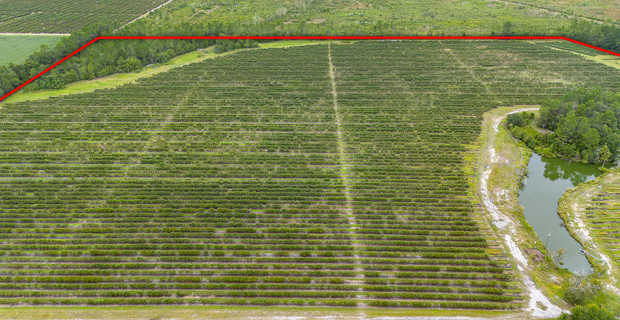 Thriving 77-Acre Blueberry Farm in Alma, GA thumbnail image