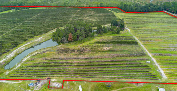 Thriving 77-Acre Blueberry Farm in Alma, GA thumbnail image