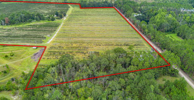 Thriving 77-Acre Blueberry Farm in Alma, GA thumbnail image